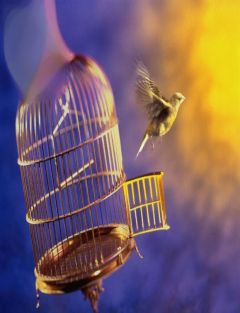 Тимонг Лайтбрингер - Книга Свободы